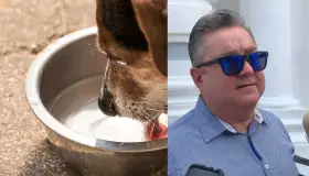 Llama Canaco a facilitar agua a animales en situación de calle