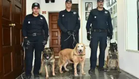 Cabildo autoriza contrato de custodia de tres agentes caninos