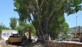 Piden proteger árboles en trabajos de avenida Tecnológico