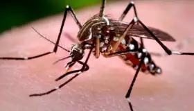 Es baja la presencia de mosquitos en Hermosillo