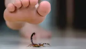 Aumentan casos de picaduras de alacranes en esta temporada