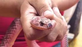 Aumentan reportes por serpientes en la ciudad