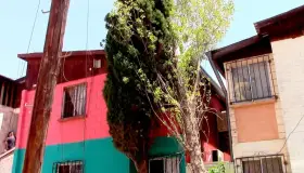 Deja sin electricidad caída de árbol en Nuevo Nogales
