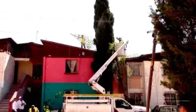 Atienden caso de árbol caído por fuertes vientos en Nuevo Nogales
