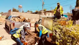 Realizan poda de árboles para evitar cortos circuitos