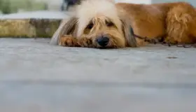 Destinarán patrulla para atender casos de maltrato animal