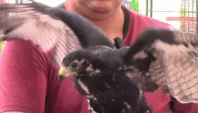 Rescatan a águila negra en Caborca