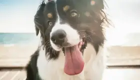 Hoy se celebra el Día Mundial del Perro; un amor incondicional