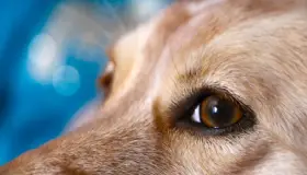 Agreden a hombre y mascota en Lomas de Nogales