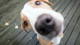 Hoy es el Día Mundial del Perro; felicidades al mejor amigo del ser humano