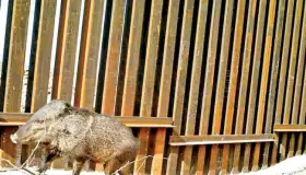 Ganan lucha ambiental contra muro de Trump