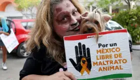 Va AMLO por día para el trato humano y justo para los animales