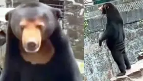 ¡Que oso! Zoológico chino niega que osos sean humanos disfrazados