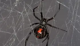 Deja niño que lo muerda una ‘viuda negra’; quería ser Spider-Man