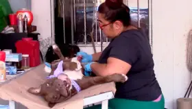 Reanudan campañas de castración y esterilización en las colonias