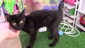 La personalidad de tu gato varía dependiendo el color de su pelaje