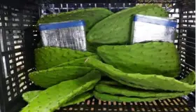 Ocultan cocaína en cargamento de nopales