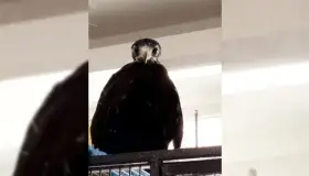 Muere “Moctezuma”, águila negra rescatada