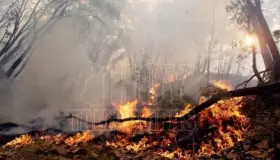 Aumenta récord de incendios forestales