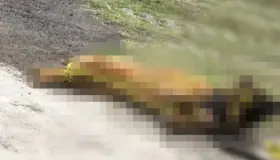 Matan en Edomex a “Kuko”; perrito guía de adulto mayor ciego y sordo