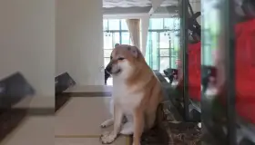 Fallece Ballitze, mejor conocido como “Cheems”, el perrito de los memes