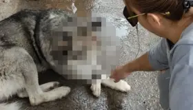 Atiende Salud Municipal caso de posible maltrato animal