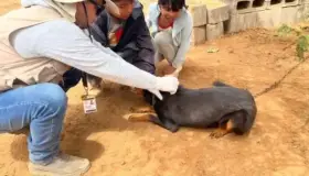 Perfila Sonora en primer lugar nacional en rickettsia