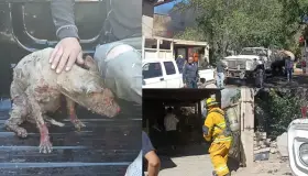 Arden dos viviendas; resulta perrita lesionada por las llamas