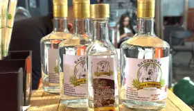 Todo un éxito Expo Bacanora genera derrama económica