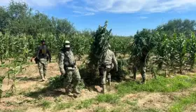 Aseguran en Magdalena de Kino plantíos de marihuana