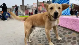 Deportan a ‘Oso’ perrito que cruzó de Tijuana a EU