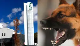 Muerde can a niño en la cara