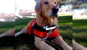 Piden respetar derechos de mascotas de apoyo