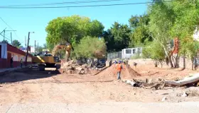 Removerán 28 árboles de la Tecnológico