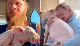 Salta cerdita bebé de camión y la salva y adopta un hombre como mascota