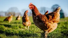 Reaparece gripe aviar en aves de corral en EU