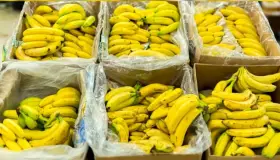 Decomisan 7.7 toneladas de plátanos rellenos de cocaína