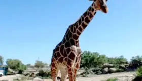 Despiden a “Pancho”, la jirafa del Centro Ecológico de Sonora