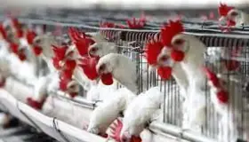 Tienen bajo control caso de influenza aviar en granja de Cajeme