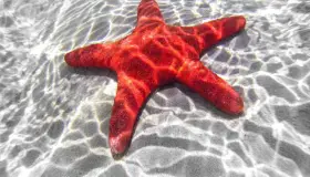 ¿Tienen cabeza las estrellas de mar? Estudio científico revela