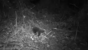 Redescubren animal que se creía extinto