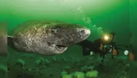 Reaparece tiburón más longevo del mundo; nacido en 1505 según expertos