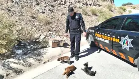 Ponen atención a casos del maltrato animal