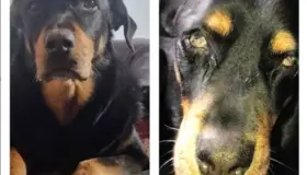 Agreden a perro con ácido; agresor es captado en video