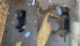 Encuentran a dos perros sin vida, presuntamente por envenenamiento