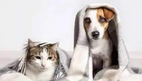 Importante resguardar a mascotas de bajas temperaturas