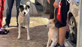 Seguirán esterilizaciones gratuitas del Ayuntamiento