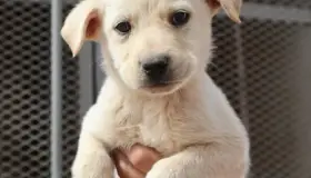 Invitan a “Adoptatón” el próximo sábado