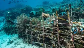 Tendrán en San Carlos sistema arrecifal artificial