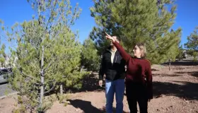 Verifican cumplimiento de Ley del Árbol en Las Acacias